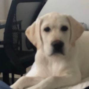 Meet your Posher, Laura